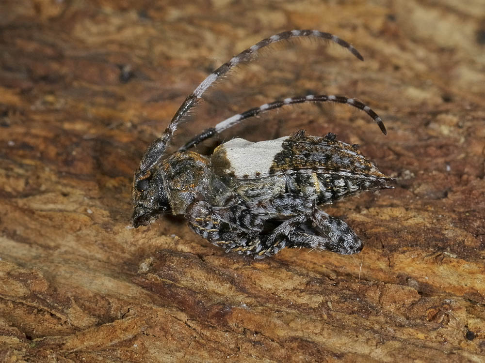 Pogonocherus hispidulus